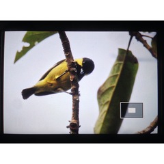 Periparus elegans albescens