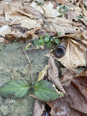 Stellaria pubera