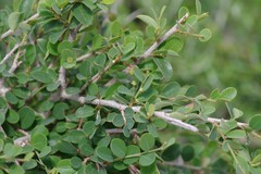 Flueggea verrucosa