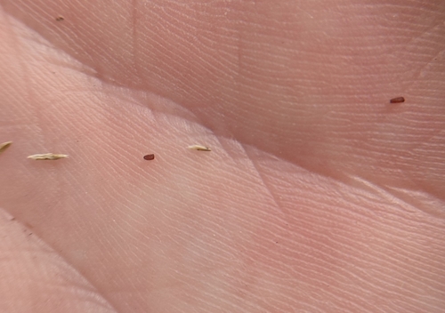 Image of Plains love grass by (c) Cleveland Powell, some rights reserved (CC BY)