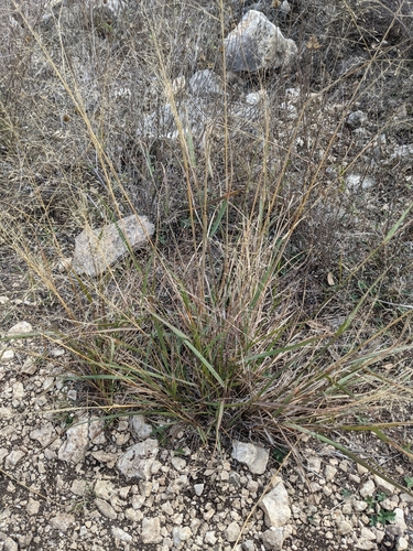 Image of Plains love grass by (c) Cleveland Powell, some rights reserved (CC BY)
