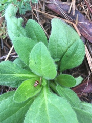 Disonycha admirabila