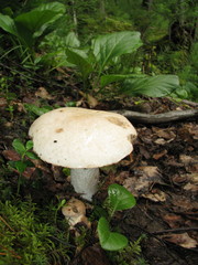 Leccinum percandidum
