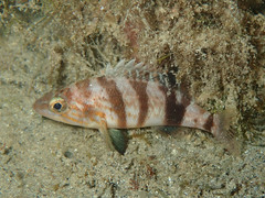 Serranus hepatus