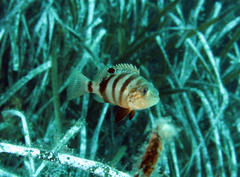 Serranus hepatus