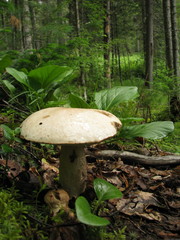 Leccinum percandidum