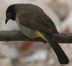 Pycnonotus xanthopygos