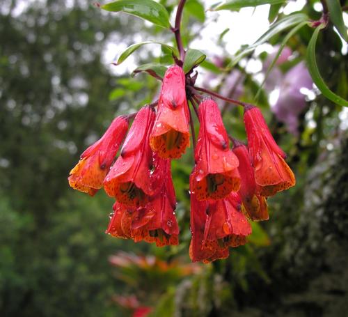 Bomarea hirsuta (Bomarea hirsuta)
