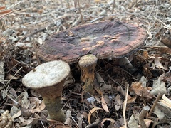 Ganoderma martinicense