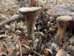 Ganoderma martinicense