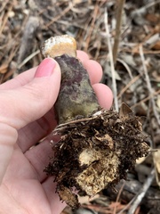 Ganoderma martinicense