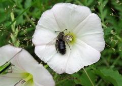 Systropha curvicornis