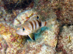 Serranus hepatus