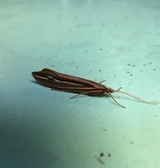 Psychoglypha bella