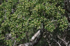 Allophylus decipiens