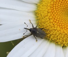 Odontocorynus