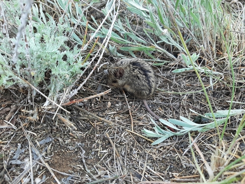 Southern Birch Mouse