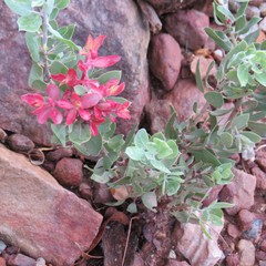 Exobasidium vaccinii