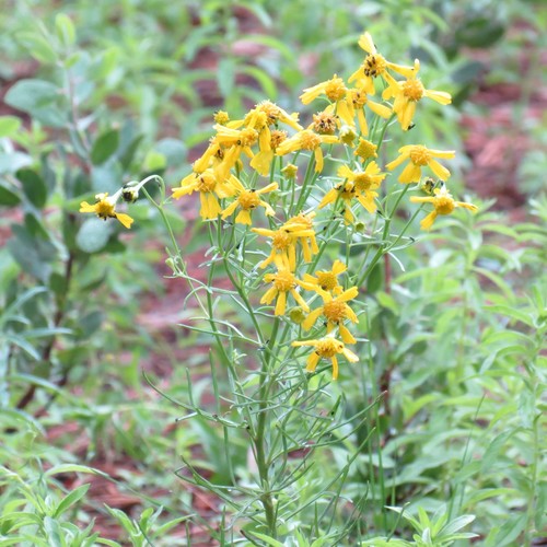 rincon rubberweed (Hymenoxys quinquesquamata)