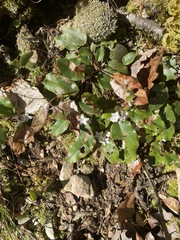 Epigaea
