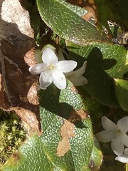 Epigaea