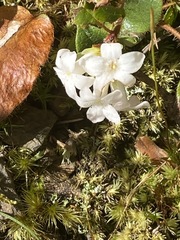 Epigaea