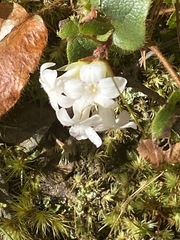 Epigaea