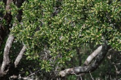 Allophylus decipiens