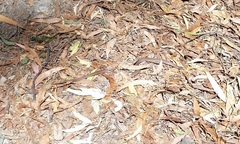 Drysdalia coronoides