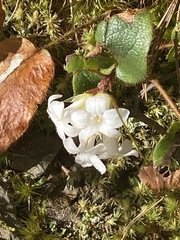 Epigaea