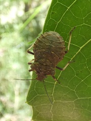 Tinganina dimorpha