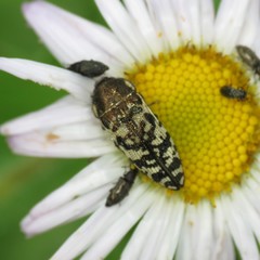 Acmaeodera decipiens