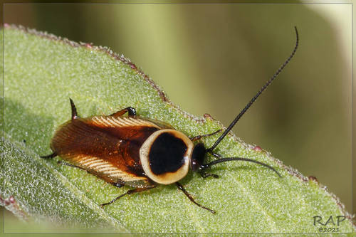 Pseudomops neglectus photo 5