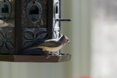 Baeolophus atricristatus