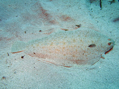 Solea senegalensis