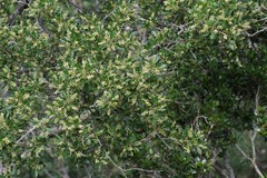 Allophylus decipiens