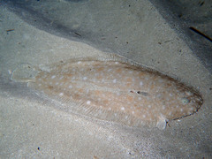 Solea senegalensis