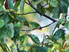 Psilopogon duvaucelii