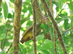 Arachnothera flavigaster