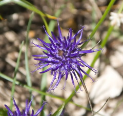 Phyteuma scheuchzeri