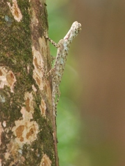 Draco formosus