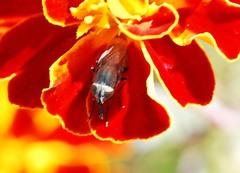 Stomorhina obsoleta