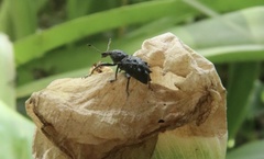 Megalometis spinifer