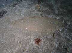 Solea senegalensis