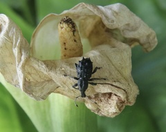 Megalometis spinifer