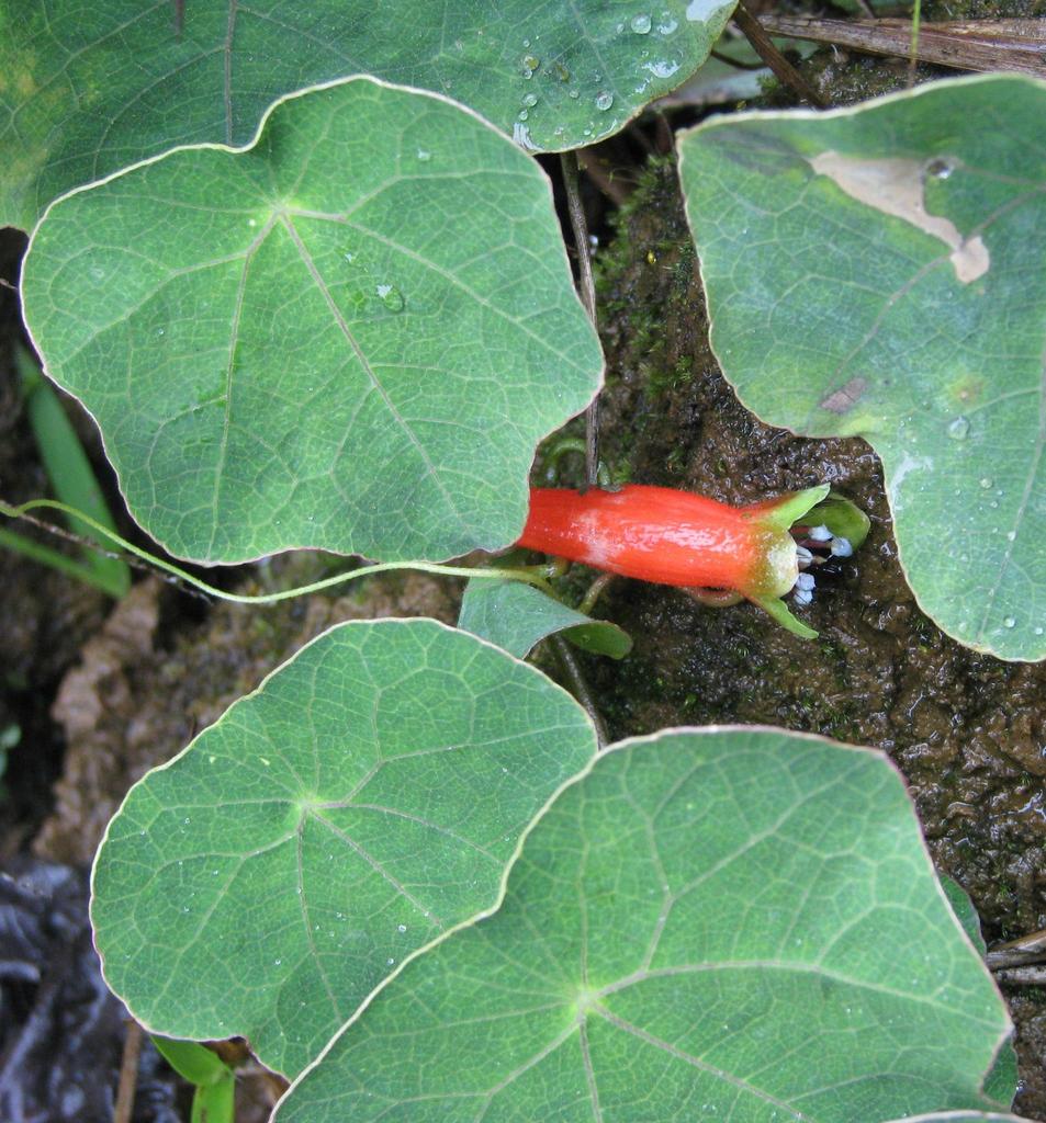 Tropaeolum adpressum (Tropaeolum adpressum)