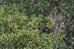 Allophylus decipiens