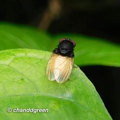 Minettia longipennis