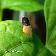 Minettia longipennis