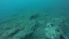 Pseudocaranx dentex